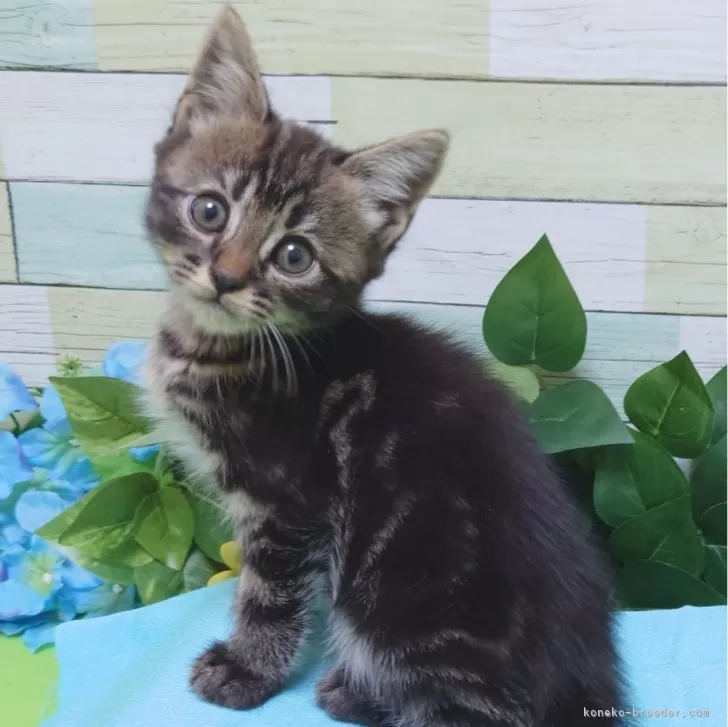 ID:2312-02557の子猫
