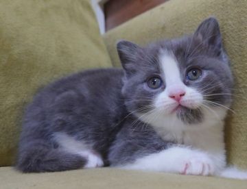 マンチカン(長足)【大阪府・女の子・2021年12月14日・ブルークラッシックタビー&ホワイト】の写真「おてんば娘の甘えたさん💕」