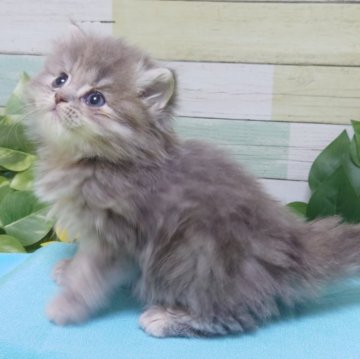 マンチカン(長足)【大阪府・女の子・2023年11月18日・ブルータビー】の写真「フワモコ💕めちゃくちゃ可愛いです❤」