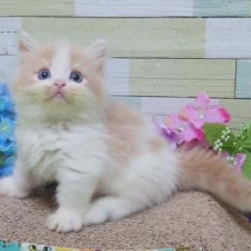 マンチカン×ラグドール【大阪府・男の子・2023年7月19日・クリーム&ホワイト】の写真「ちょっとおトボケの可愛い男の子💕」