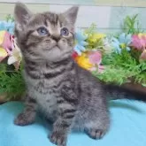 マンチカン(長足)【大阪府・男の子・2024年5月7日・ブラウンマッカレルタビー】の写真1