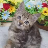 ジェネッタ【大阪府・男の子・2024年9月29日・ブラウンマーブルタビー】の写真1