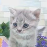 マンチカン(長足)【大阪府・女の子・2022年9月29日・ブルータビー】の写真1