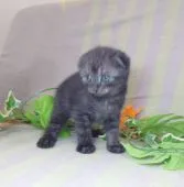 スコティッシュフォールド(折れ耳)【大阪府・男の子・2021年6月18日・ブラックスモークタビー】の写真2