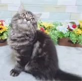 スコティッシュフォールド(立ち耳)【大阪府・男の子・2024年4月14日・ブラウンタビー】の写真2