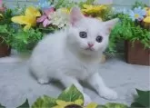 スコティッシュフォールド(立ち耳)【大阪府・女の子・2024年8月30日・ホワイト】の写真3