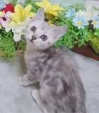 ジェネッタ【大阪府・女の子・2024年9月29日・シルバーパッチドタビー】の写真4