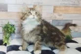 ノルウェージャンフォレストキャット【大阪府・男の子・2022年12月17日・ブラウンタビー&ホワイト】の写真4