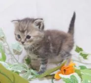 スコティッシュフォールド(折れ耳)【大阪府・女の子・2021年8月18日・トーティシェル】の写真4