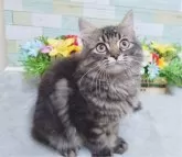 スコティッシュフォールド(立ち耳)【大阪府・男の子・2024年4月14日・ブラウンタビー】の写真5