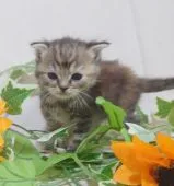 スコティッシュフォールド(折れ耳)【大阪府・女の子・2021年8月18日・トーティシェル】の写真5