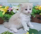 スコティッシュフォールド(立ち耳)【大阪府・男の子・2024年8月18日・クリーム&ホワイト】の写真5