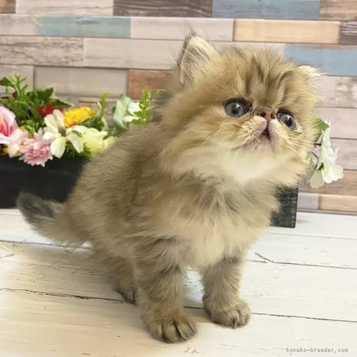 S.K 様のお迎えした子猫