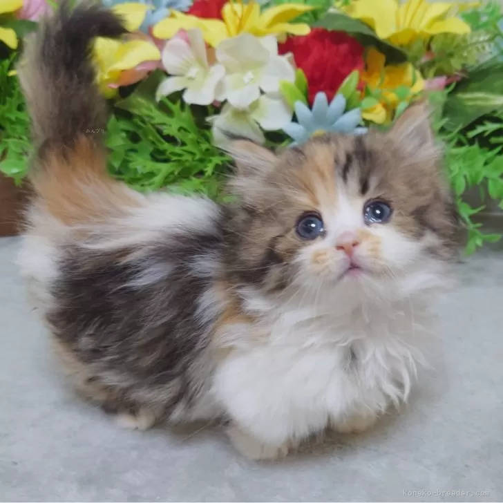 ID:2503-01051の子猫