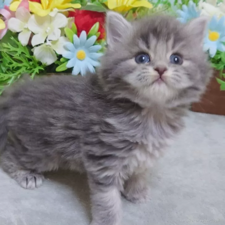 ID：2501-01840の子猫