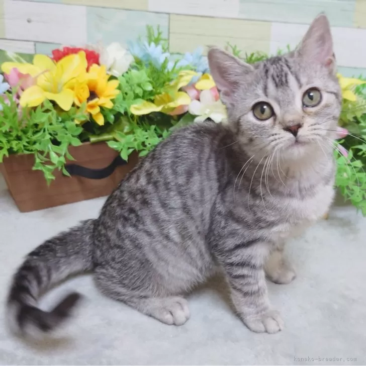 ID:2501-01847の子猫