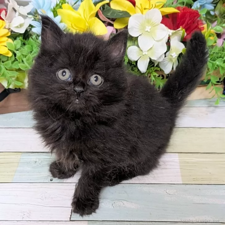 ぴぷぽ 様のお迎えした子猫