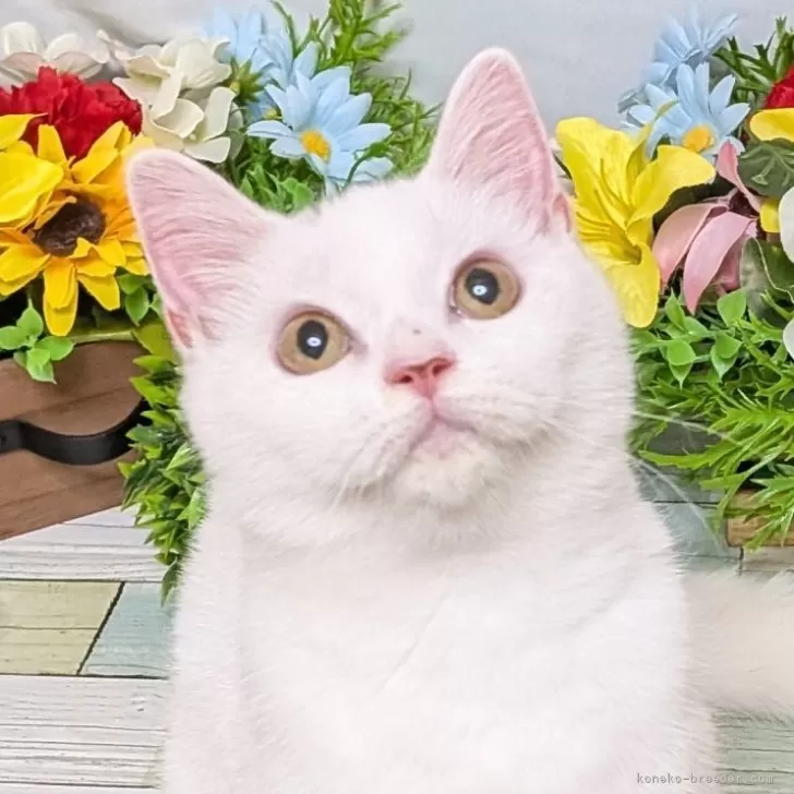 ID：2508-02631の子猫