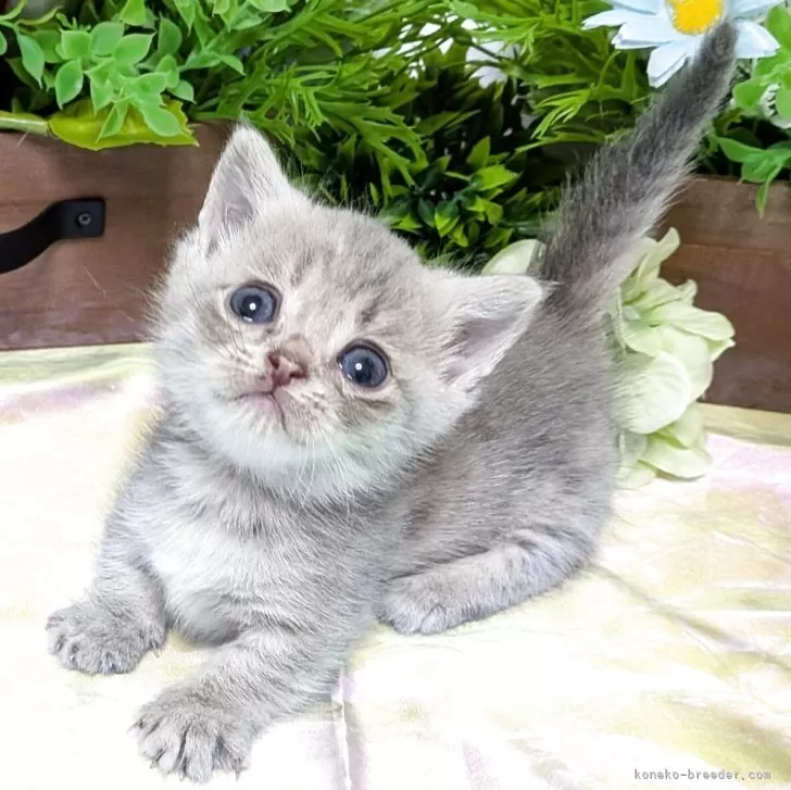 ID：2506-03298の子猫