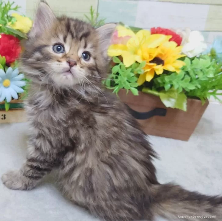 Y.S 様のお迎えした子猫