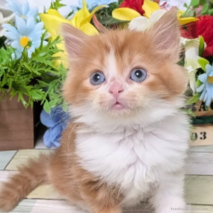 スコティッシュストレート【大阪府・男の子・2025年9月12日・レッド&ホワイト】の写真1