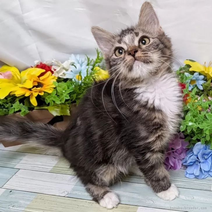 スコティッシュフォールド×サイベリアン【大阪府・男の子・2025年6月1日・ブラウン&amp;ホワイト】の写真1