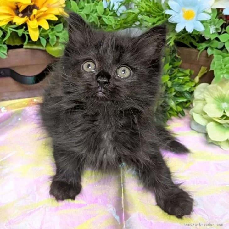 ID:2506-03295の子猫