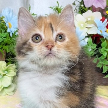 スコティッシュフォールド(立ち耳)【大阪府・女の子・2025年4月1日・キャリコ】の写真「まん丸お顔の可愛い女の子💕」