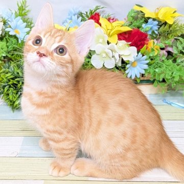 マンチカン(長足)【大阪府・男の子・2025年6月18日・レッドタビー】の写真「甘えん坊の男の子💕」