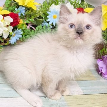 ラグドール【大阪府・男の子・2025年7月24日・ブルーシールポイント】の写真「超甘えん坊の男の子💕」