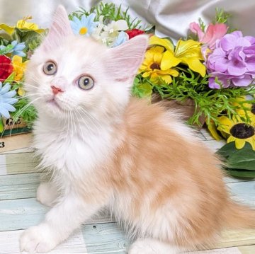 スコティッシュフォールド×マンチカン【大阪府・男の子・2025年6月15日・レッドタビー&ホワイト】の写真「陽気な性格の甘えた男の子💕」
