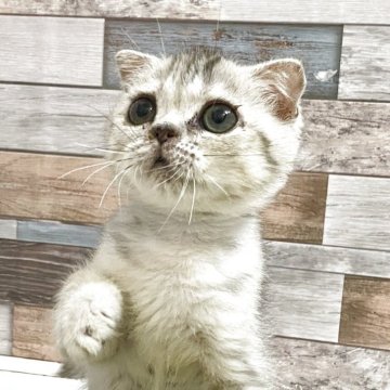 ペルシャ×スコティッシュフォールド【大阪府・女の子・2025年6月30日・シルバーマッカレルタビー&ホワイト（短毛）】の写真「可愛い丸いお顔の女の子💕」