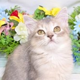 マンチカン(長足)