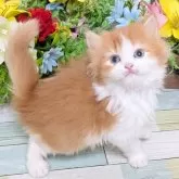 スコティッシュフォールド(立ち耳)