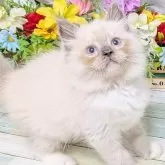 ラグドール【大阪府・男の子・2025年7月24日・ブルーシールポイント】の写真1