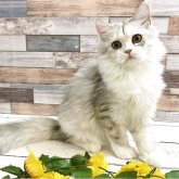 ペルシャ×スコティッシュストレート