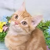 スコティッシュストレート×マンチカン【大阪府・男の子・2025年6月15日・レッドタビー】の写真1