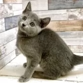 ロシアンブルー