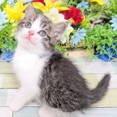 スコティッシュストレート