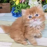 スコティッシュフォールド(立ち耳)