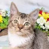 スコティッシュフォールド×サイベリアン