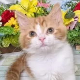 スコティッシュストレート