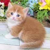 スコティッシュフォールド(立ち耳)