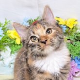 スコティッシュフォールド×サイベリアン