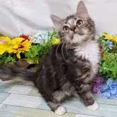 スコティッシュフォールド×サイベリアン【大阪府・男の子・2025年6月1日・ブラウン&ホワイト】の写真1