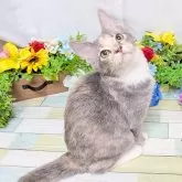 スコティッシュフォールド×サイベリアン【大阪府・女の子・2025年6月1日・ダイリュートキャリコ】の写真2