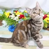 スコティッシュフォールド(立ち耳)【大阪府・女の子・2025年6月18日・ブラウンパッチドタビー】の写真2