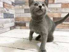 ロシアンブルー【大阪府・男の子・2025年10月11日・ブルー】の写真2