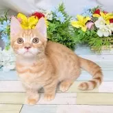 マンチカン(長足)【大阪府・男の子・2025年6月18日・レッドタビー】の写真2