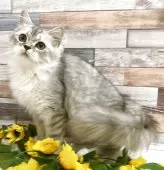 スコティッシュストレート✖︎ペルシャ【大阪府・男の子・2025年5月15日・シルバーマッカレルタビー&ホワイト】の写真2